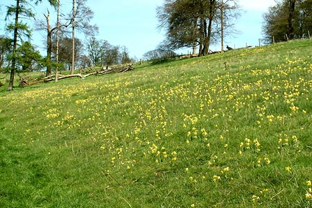 Cowslips at Clipper Down