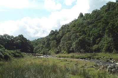 The lower sections of Gunnerside Gill have mature woodland
