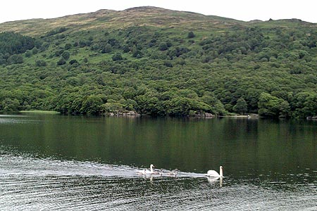 Swans on Coniston Water