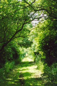 An enclosed path in Hertfordshire