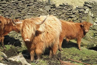 Highland cattle on a farm in the Staffordshire Moorlands