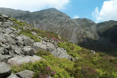 Typical rock and heather on the lower slopes of Rhinog Fawr