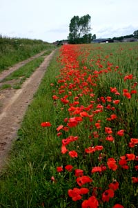 Poppies near Langton