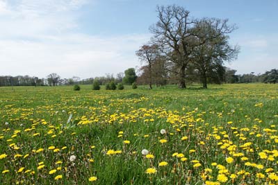 Spring flowers in abundance in the meadows near Westonbirt