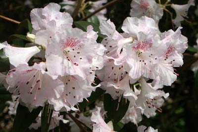 Flowering shrub, National Arboretum at Westonbirt
