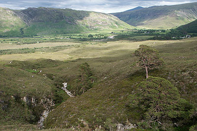 Restored landscape of Beinn Eighe National Nature Reserve
