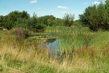 The Millenium Pond - Eversholt
