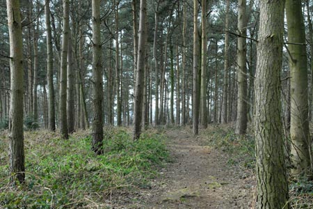 Blithfield Estate - path through the woods