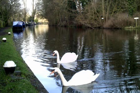 Swans on the canal at Black Jack's Inn.