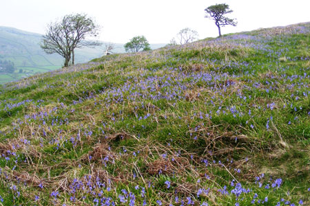 Open land near Oxenber Wood with bluebells
