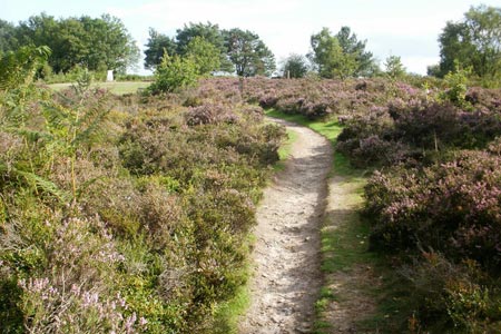 Path leading to the top of Gibbet Hill from the Devil's Punchbowl