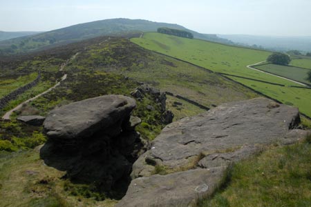 The Roaches from Back Forest
