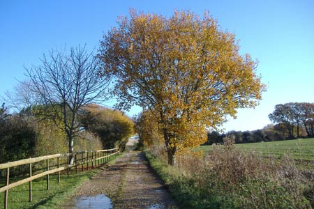 Quiet lane near Upper Watchingwell
