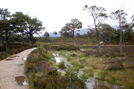 Path through the Rothiemurchus Forest