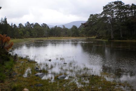 Lochan Deo in the Rothiemurchus Forest