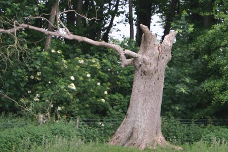 Dead tree near Lee Farm