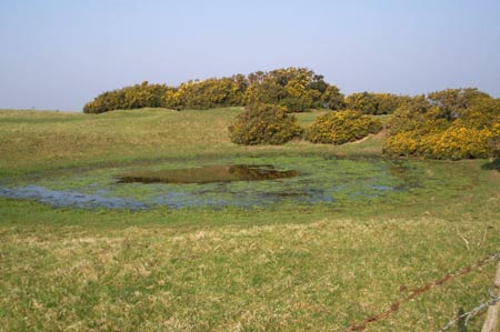 A dew pond alongside the South Downs Way