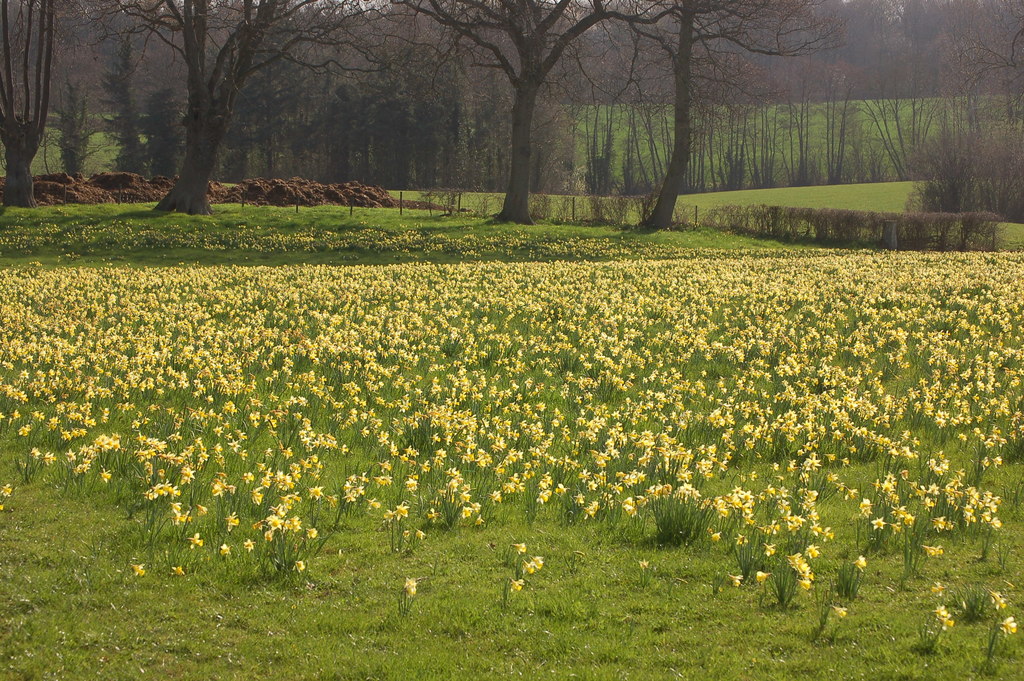 Field of wild daffodils near Kempley, Gloucestershire