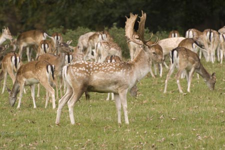 Deer in Holkham Park