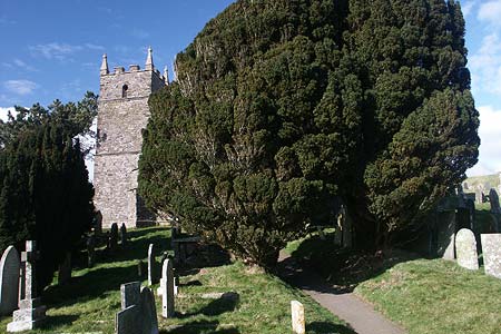 Parish church at Countisbury is dwarfed by a yew tree