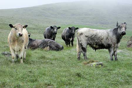 Wet & bedraggled cows on slopes of Slight Side
