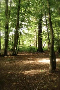 Tyrell's Wood near Great Moulton
