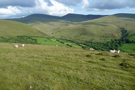 Sheep graze the hillside on Mynydd y Llan