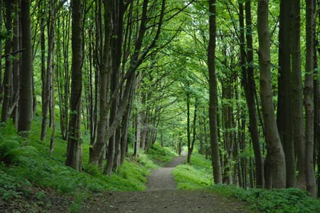 The delightful path through Wood Hill Wood, Tillicoultry