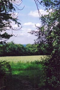 From entrance to Potton Woods