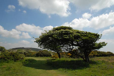 Windswept trees on Tennyson Down
