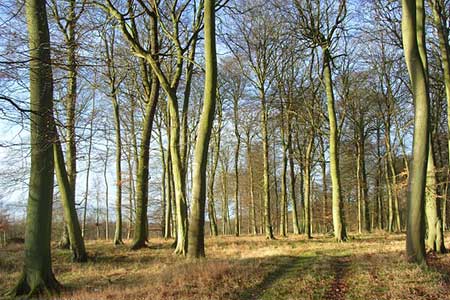 Shotridge Wood
