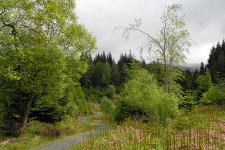Mixed woodland in Gleann Riabhach