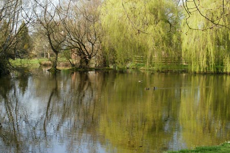 Duck pond at Coleshill, a village in Buckinghamshire