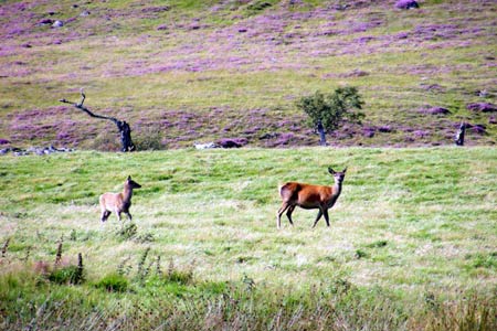 Roe Deer near Braemar