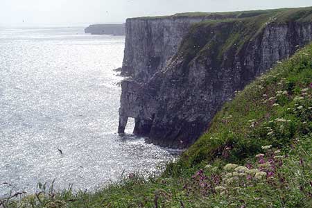 Cliffs at Bempton
