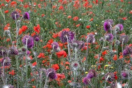 Wild flowers provide colour above Laverton