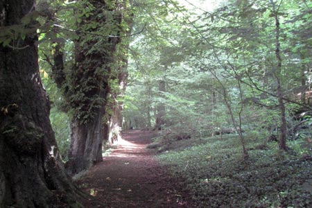 Edge Hill ancient woodland