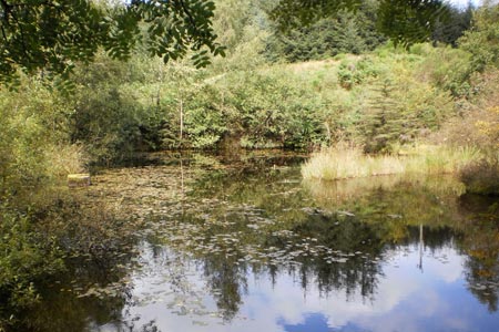 A nameless pond in the Grizedale Forest