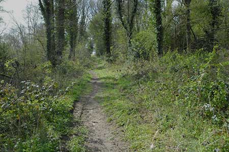 The path across Hawridge Common
