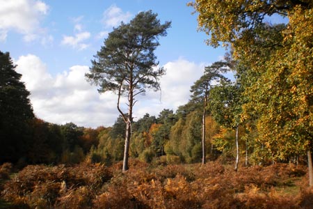 Autumnal colours at Burnham Beeches