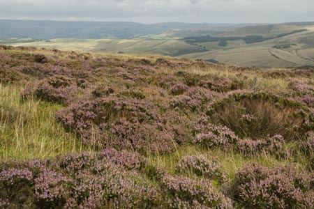 Banks of heather on the flanks of Shining Tor