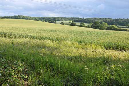 Wheatfields near New End