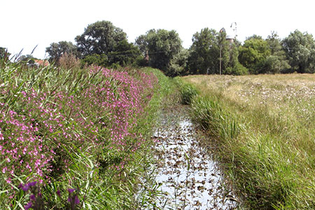 Great willowherb growing beside drainage ditch, Norfolk