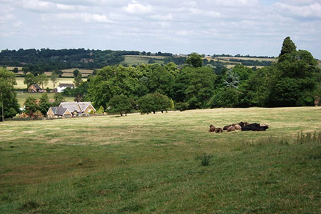 School Cottage and cows in field, Priors Hardwick