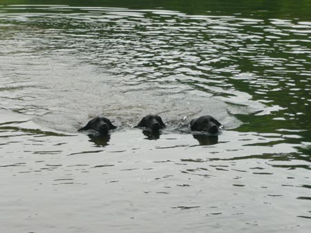 Synchronised swimming 