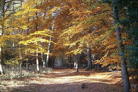 The Ashridge Estate in Autumn