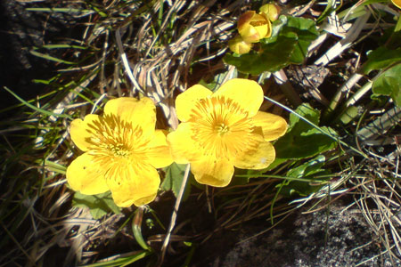 Typical mountain flora near the Lairig Ghru