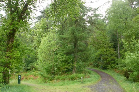 Waymarked trail in the Gwydir Forest leading to Llyn Elsi
