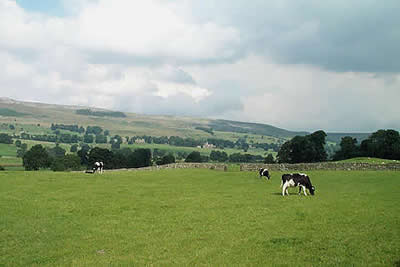 Wensleydale's green pastures in high summer