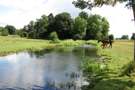 Horses grazing by the River Misbourne